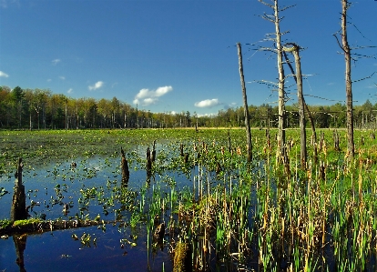 Landscape tree water nature Photo