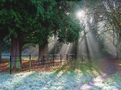 Tree nature forest grass Photo