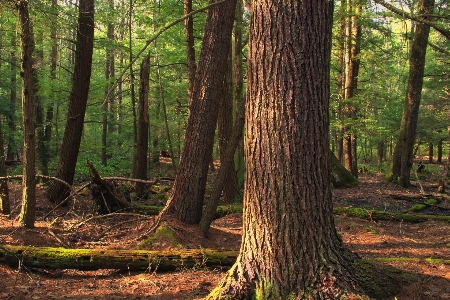 Foto Albero natura foresta selvaggia
