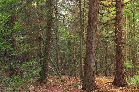 Tree nature forest wilderness Photo