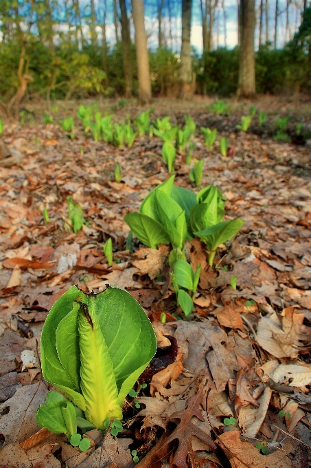 Tree nature forest plant