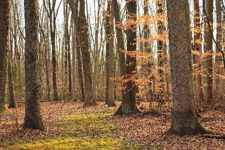 Foto Albero natura foresta selvaggia
