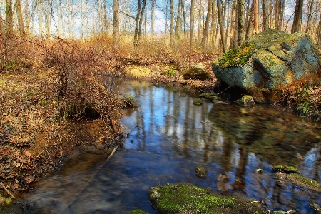 Landscape tree water nature Photo