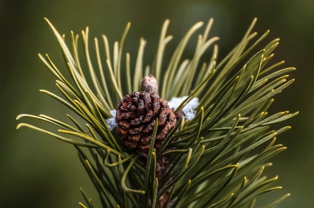 Tree branch plant leaf Photo