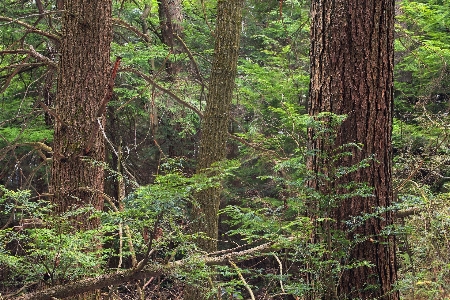 Tree nature forest wilderness Photo