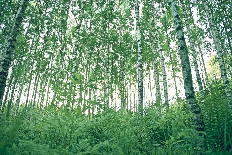 árbol bosque césped rama