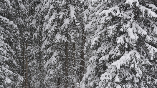 Tree forest branch snow Photo