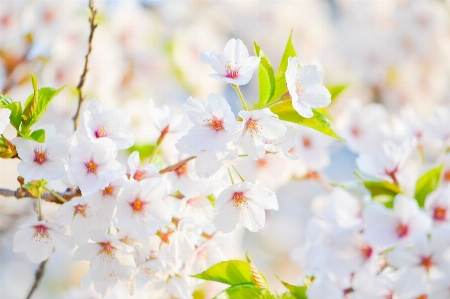 Foto Albero ramo fiore pianta