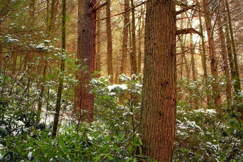 Arbre nature forêt région sauvage
