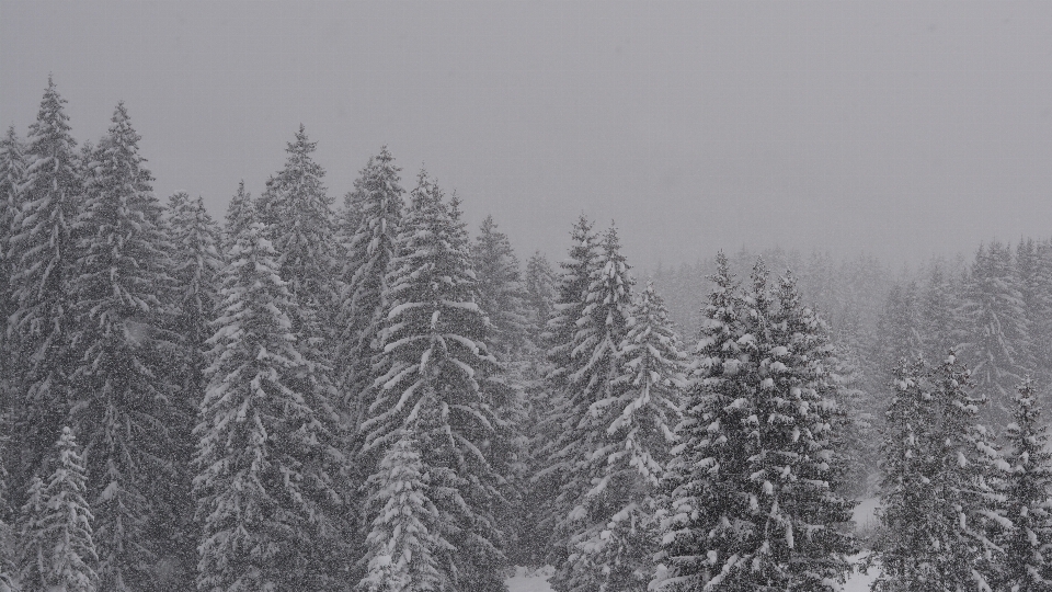 Tree forest branch snow