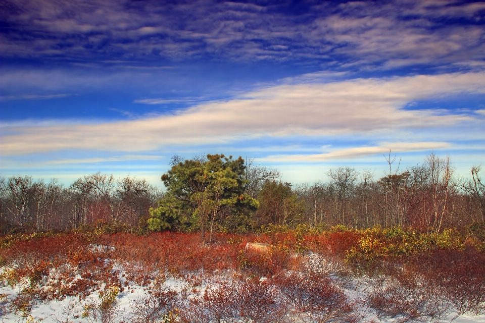 Paesaggio albero natura erba