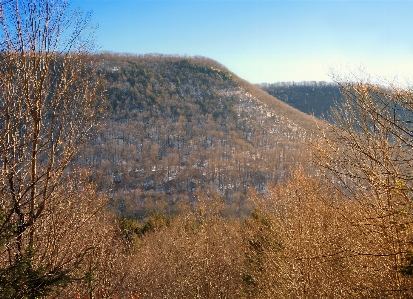 Landscape tree nature forest Photo