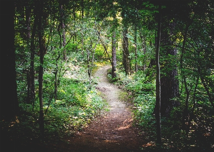 Tree nature forest path Photo