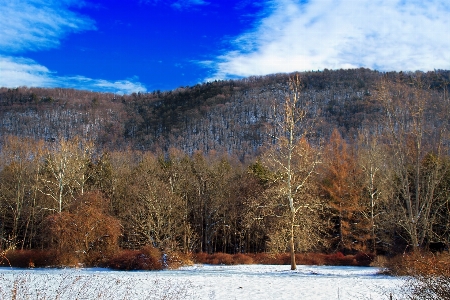 Landscape tree nature forest Photo