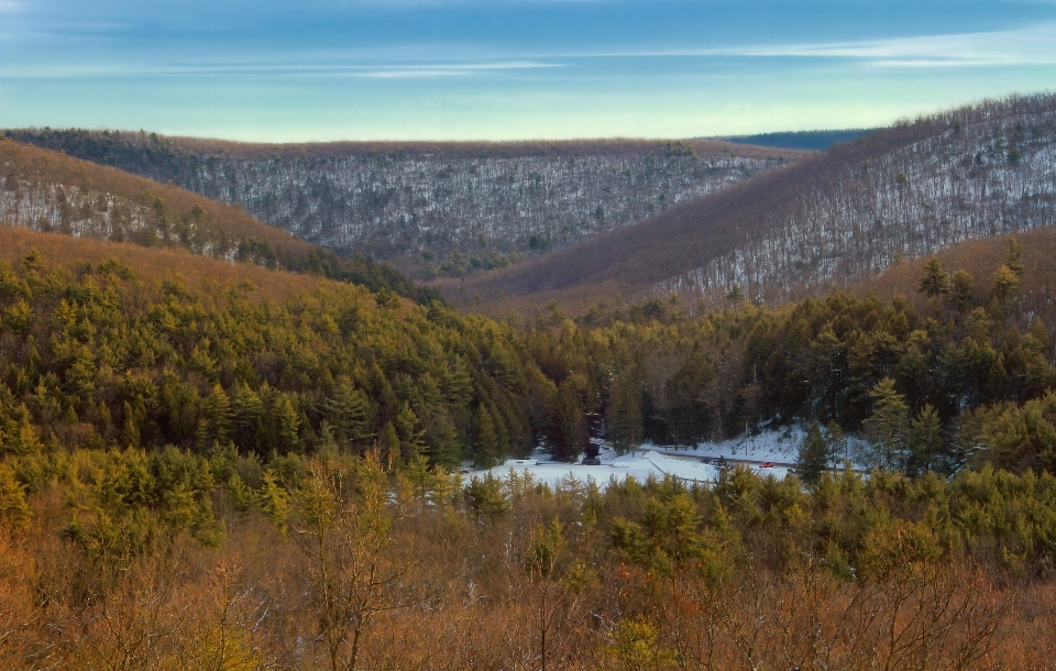 Paesaggio albero foresta natura selvaggia
