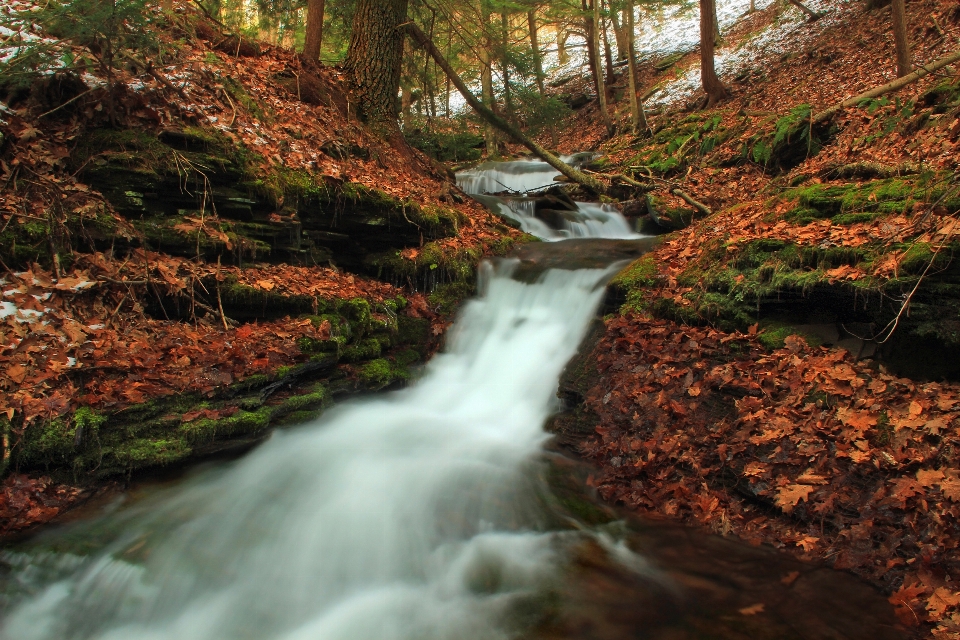 Paysage eau nature forêt