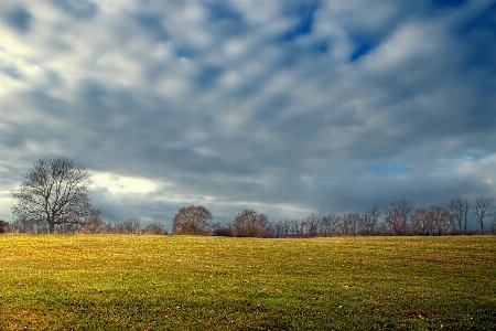 Landscape tree nature grass Photo