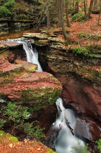 Tree water nature forest Photo