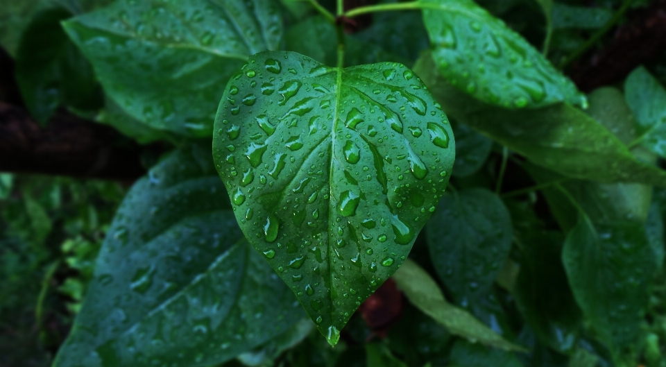 Acqua gocciolina gocciolare rugiada