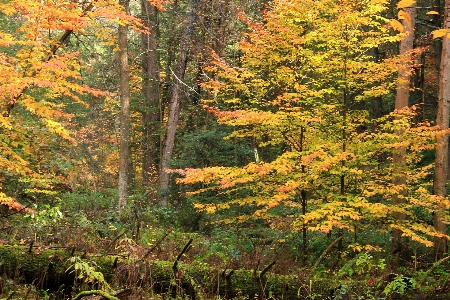 Tree nature forest wilderness Photo