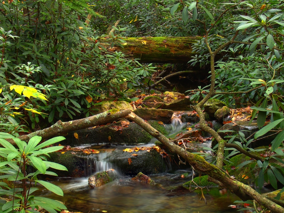 Baum natur wald wasserfall