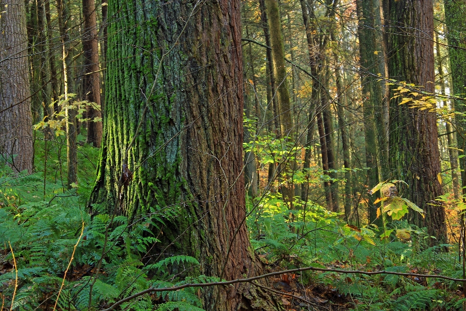 árvore natureza floresta pântano