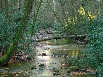 Ağaç su doğa orman Fotoğraf