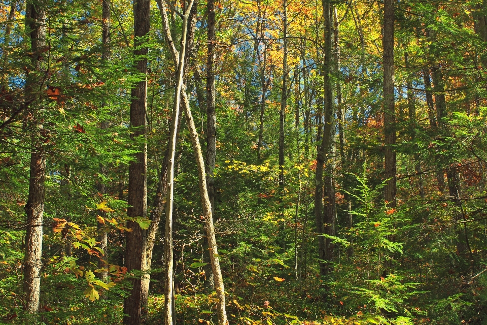 árvore natureza floresta região selvagem
