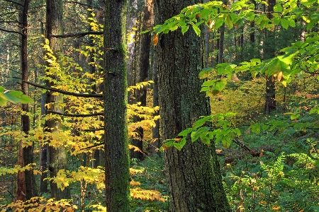 Tree nature forest wilderness Photo