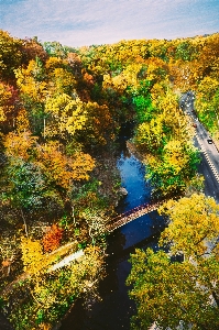 Landscape tree nature forest Photo