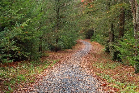 Ağaç orman el değmemiş doğa
 yol Fotoğraf