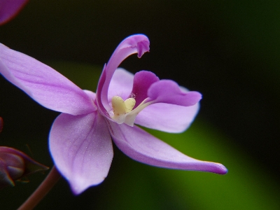 花 植物 写真撮影 花弁 写真