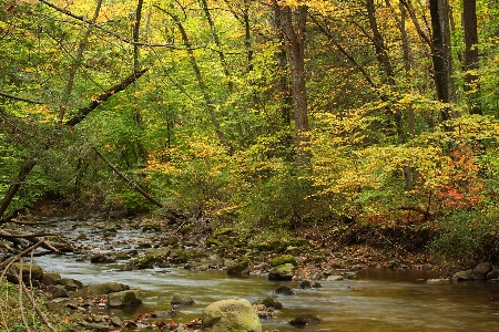 Foto Pohon alam hutan sungai kecil
