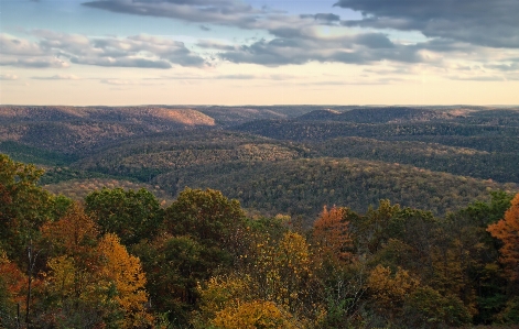 Zdjęcie Krajobraz drzewo natura las