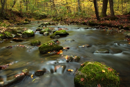 Tree water nature forest Photo