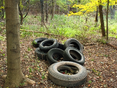 Tree forest hiking trail Photo