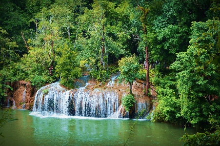 木 水 自然 森 写真