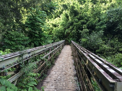 木 森 追跡 橋 写真