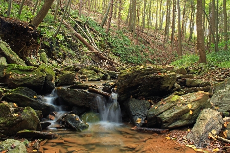 Tree forest waterfall creek Photo