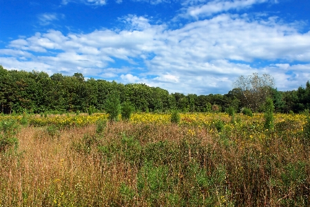 Landscape tree nature forest Photo