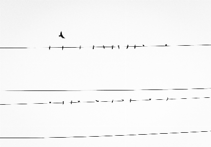 Bird line power font Photo