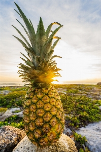 Foto Pianta frutta cibo produrre