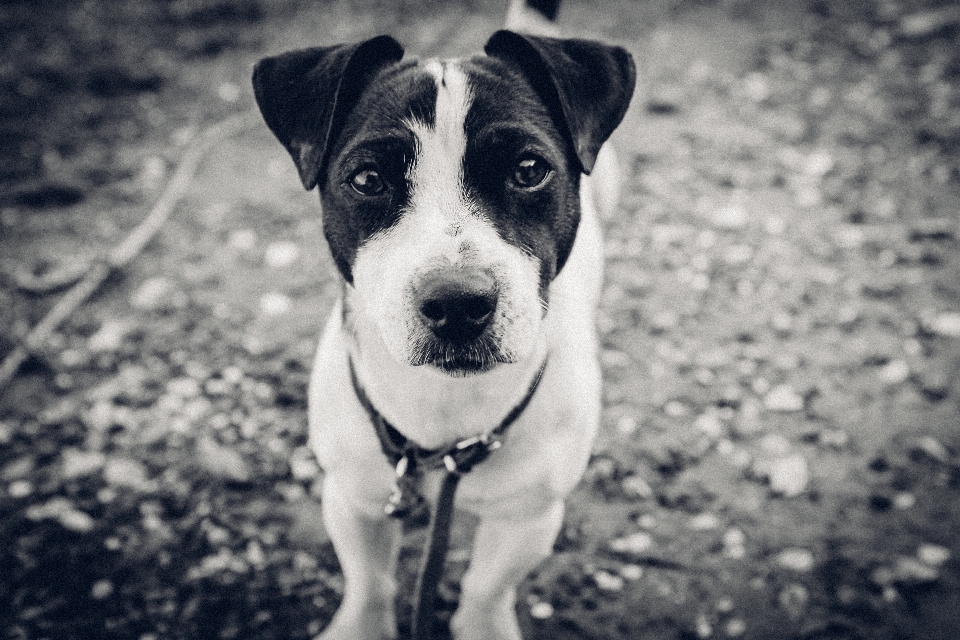 Siyah ve beyaz
 beyaz köpek yavrusu