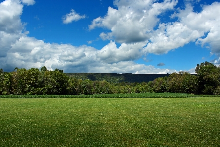 Landscape tree nature grass Photo