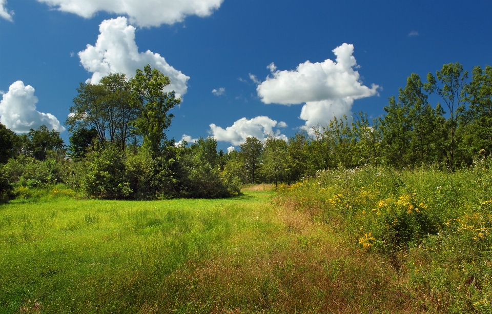 Paesaggio albero natura foresta