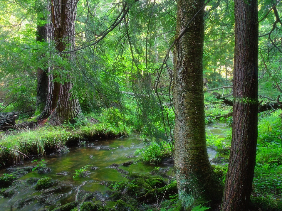 árvore natureza floresta riacho
