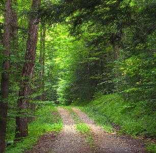 Tree nature forest path Photo