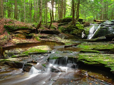 Foto árvore água natureza floresta