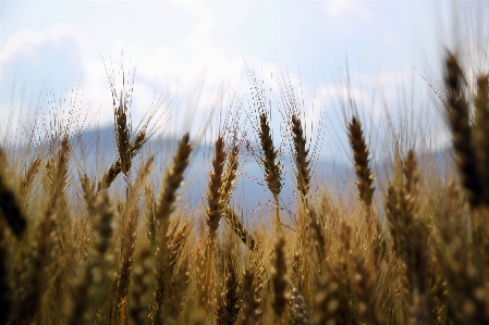 Grass plant sky field Photo