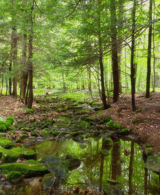 Tree forest creek swamp